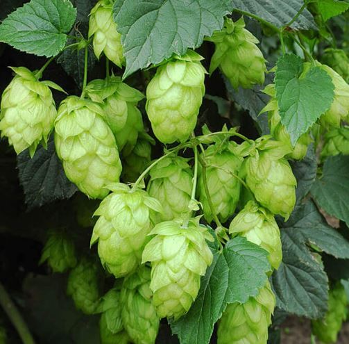 Hops Page image